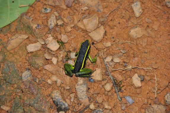 Sapo colorido em trilha na Reserva Natural de Brownsberg, no Suriname